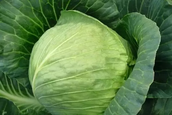 Капуста Тиара: секрет ранних урожаев и отличный вкус