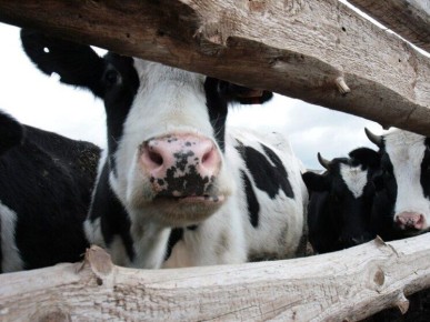 Как понять качество молока при выборе в магазине