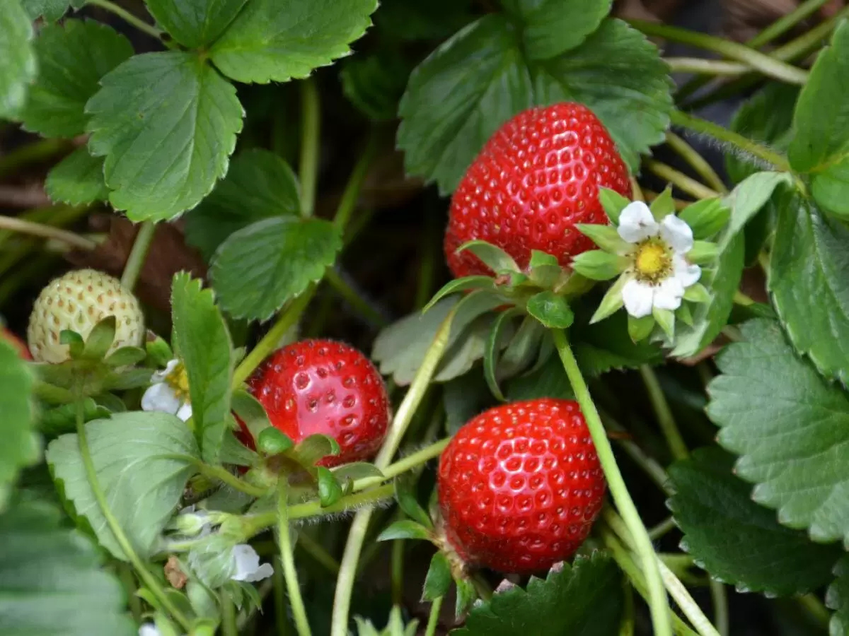 Как защитить ягоды от слизней: неожиданный секрет зубной пасты