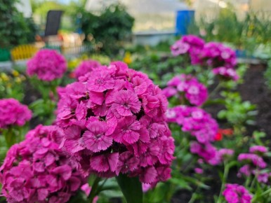 ������� �������� �����������: ������� ��������, ������� ���������� ��� �������