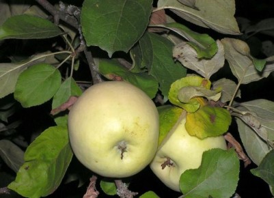 ��� ��������� ����������� ���������� ��� ��� ������ ������