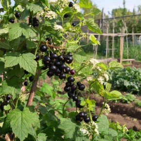 ��� ������� ������� ��������� ��������� ������ � ��������� ������