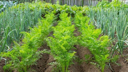 ��������� ��������: ������� ������ ��� ���������� �������� ������