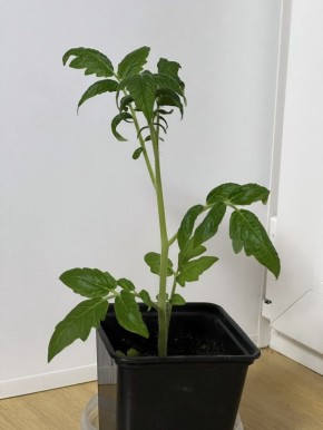 ������ ������� �� ������: �������� ������� ��������� �����