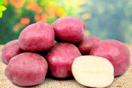 ��������� ������: ������� ��������� ����������� � �������������� �����������