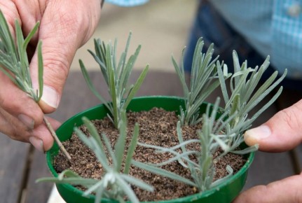 ����� ������������: ��� �� ��������� � ����� �� ��������