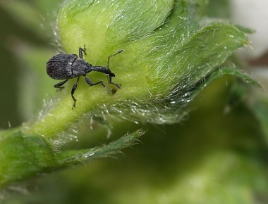 ��� ���������� �������� �������� �� ������������ �����������