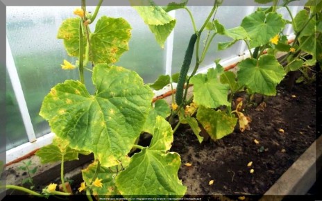 ������ �����������: ����� ������� ������ ������� �����������?