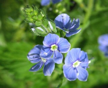 �������� ��� ����: ��� ������� ��������� ���� ��� ������ �������