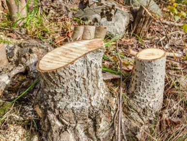 ����������� ������ ��� � ������� ���: ������� �������� ����