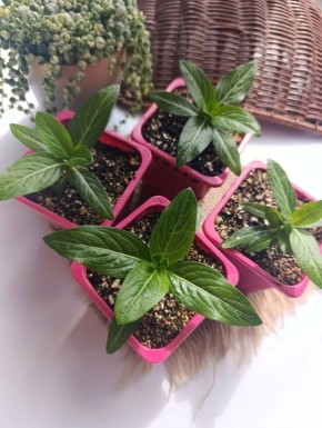 ���������� �׸���� ������: ��� ��������� ���� ������������ ������