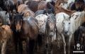Тува присоединилась к федеральной программе развития табунного коневодства