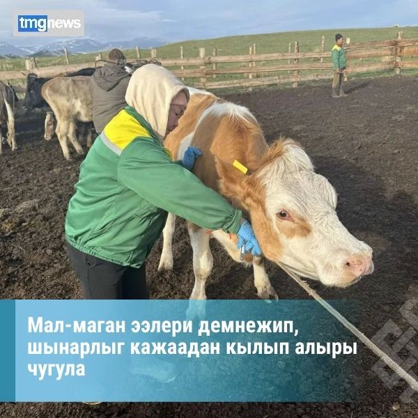 Улуг-Хем кожуунну улуг мал эмчизи Римма Оюн мал-маганны онза айыылдыг халдавырлыг аарыгларын болдурбас талазы-биле чорудуп турар ажылыны дугайында таныштырган