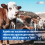 В Туве насчитали более 600 тысяч овец и коз: итоги животноводства за 2025 год