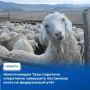 Глава Тувы Владислав Ховалыг на аппаратном совещании, состоявшемся 8 июня, поручил аграрному блоку правительства республики в сжатые сроки завершить регистрацию всего поголовья скота в информационной системе «Хорриот»