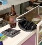 На территории республики проведено оперативно-профилактическое мероприятие «Правопорядок»