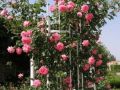 Плетистые розы, которые будут радовать вас все лето