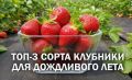 Топ-3 сорта клубники, которые переживут даже самый сильный дождь