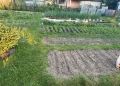 Как блошки захватывают огороды: причины и способы борьбы