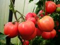 Секреты устойчивых сортов томатов для Урала