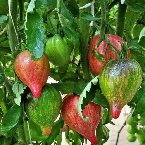 Томат Огненная комета Софии: необычный внешний вид и вкус на вашей грядке