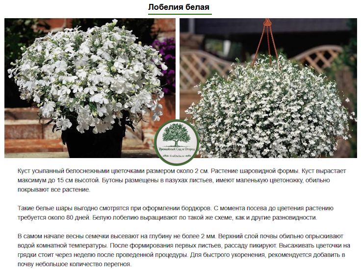 Лобелия в саду: как создать пышный цветущий ковёр и каскады