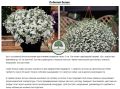Лобелия в саду: как создать пышный цветущий ковёр и каскады