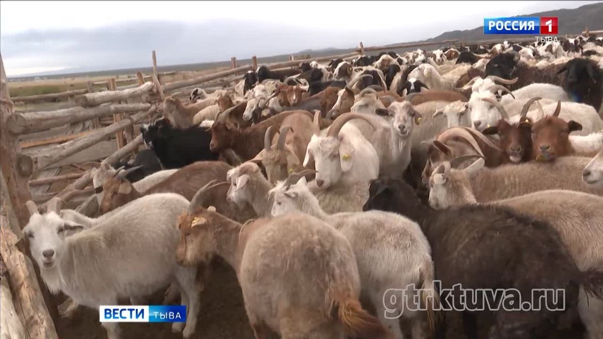Сохранить поголовье. Сегодня в Министерстве сельского хозяйства республики говорили о проделанной работе за полгода