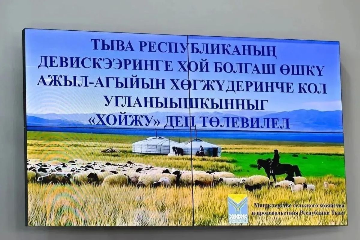 В Туве разрабатывается проект «Хойжу» (Овцевод) по поддержке овцеводства и козоводства В Туве разрабатывается проект «Хойжу» (Овцевод) по поддержке овцеводства и козоводства