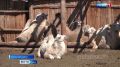 Будни чабанов. День у чабанов начинается с первыми лучами солнца
