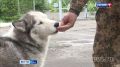 Плохой хозяин. В Туве проходит социальная акция «Сообщи о нерадивом хозяине»