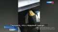 Медведь в доме. В Каа-Хемском районе пришлось застрелить медведя