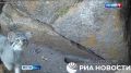 Редкие кадры. В Туве впервые сняли на видео сразу семь котят манула