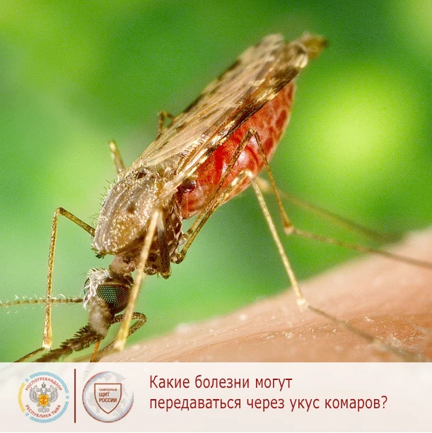 Болезни, передающиеся через комаров: что нужно знать