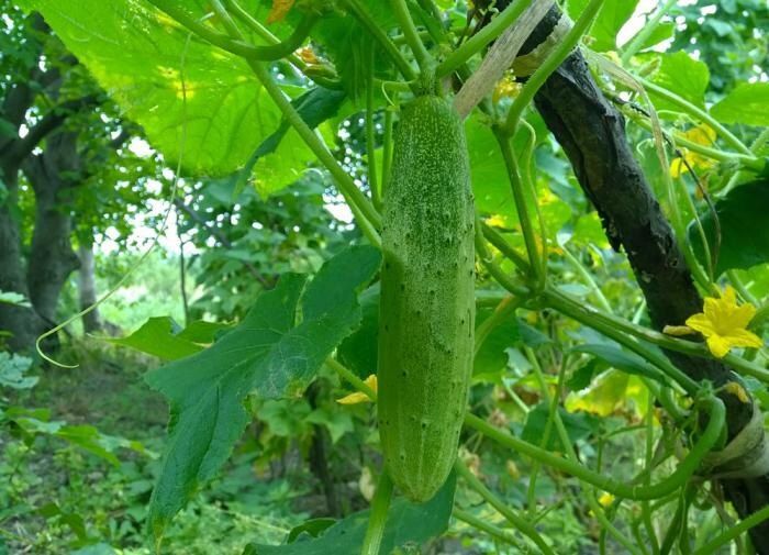 Лучшие урожайные гибриды огурцов для вашего огорода в 2025 году