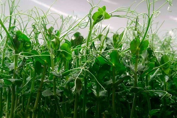 Горох Мадрас: секреты успешного выращивания