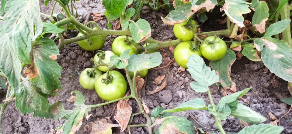 Как сохранить урожай: основные ошибки дачников и советы по их устранению