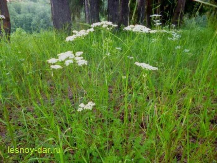 Тмин и бедренец: две схожие, но уникальные травы