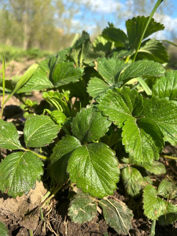 Как правильно подкормить клубнику для щедрого урожая