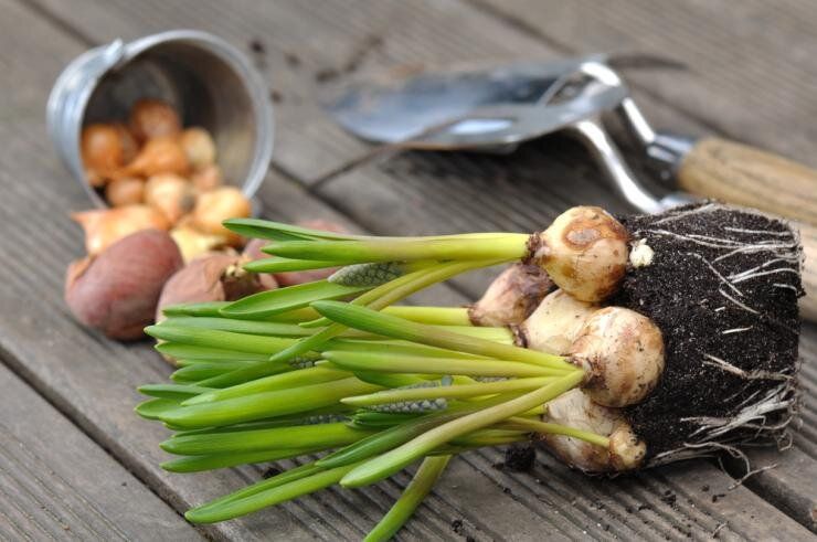 Как сохранить любимые цветы зимой: советы от опытных цветоводов