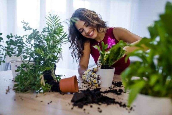 Эффективные способы борьбы с плесенью в горшках домашних растений