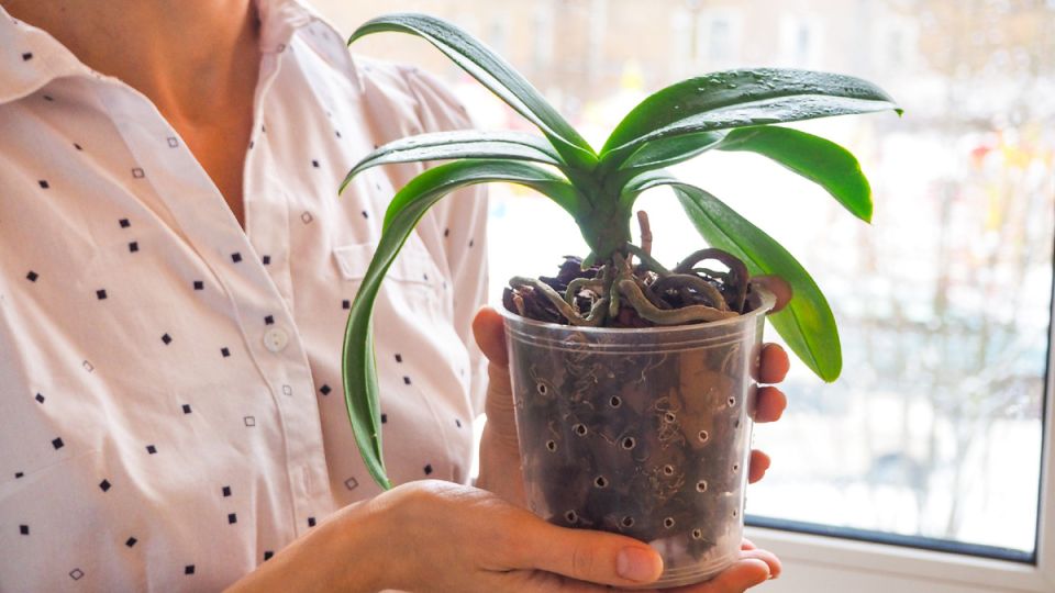 ������ ��� �������� ���������: ����������� ����������� ��� ��������