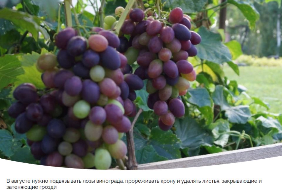 Лунный календарь для садоводов: важные советы на конец июля и начало августа 2025 года