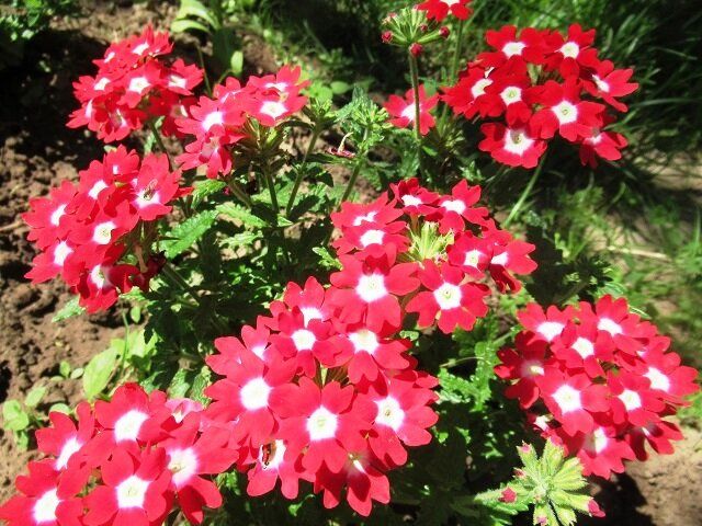 Вербена: лучшие советы для успешного посева