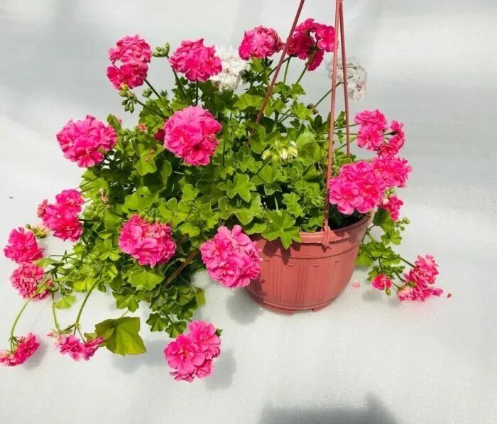 ���������� ���������� �����: �� ���� � ��������� �����������