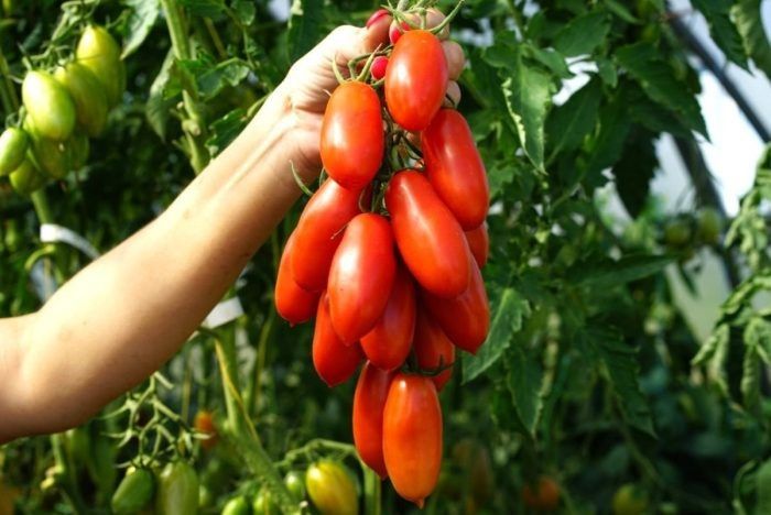 ����� ������� ����: ��� �������� ������� �������