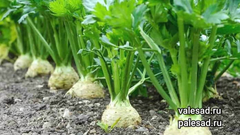 ����� ��� ���������� ������: ����� � ��� ������