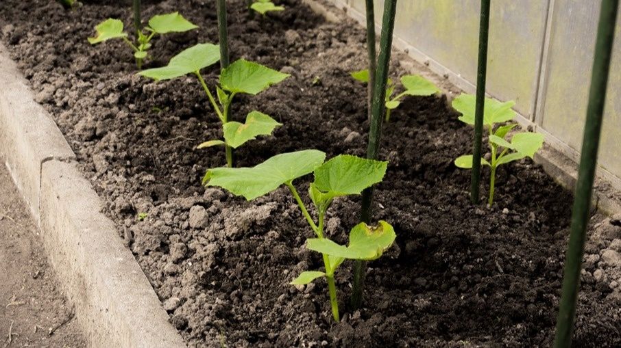 ��� ���������� ������ ������������ � ������� �������