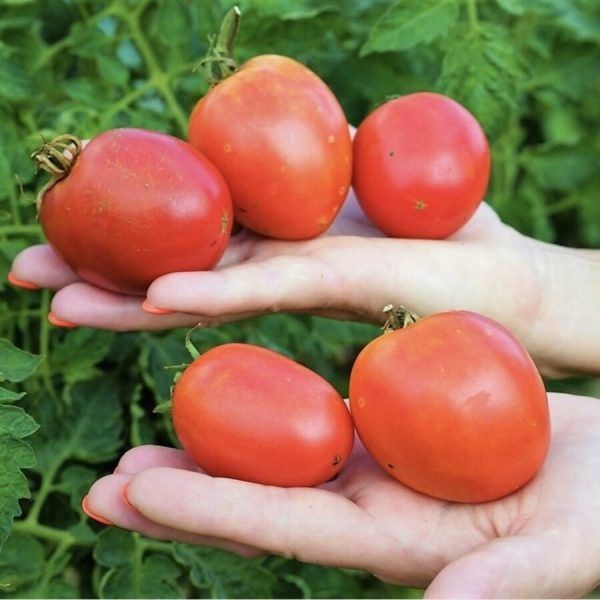 ����� ���� ����� ������: ������ ���� ��� ������ �������