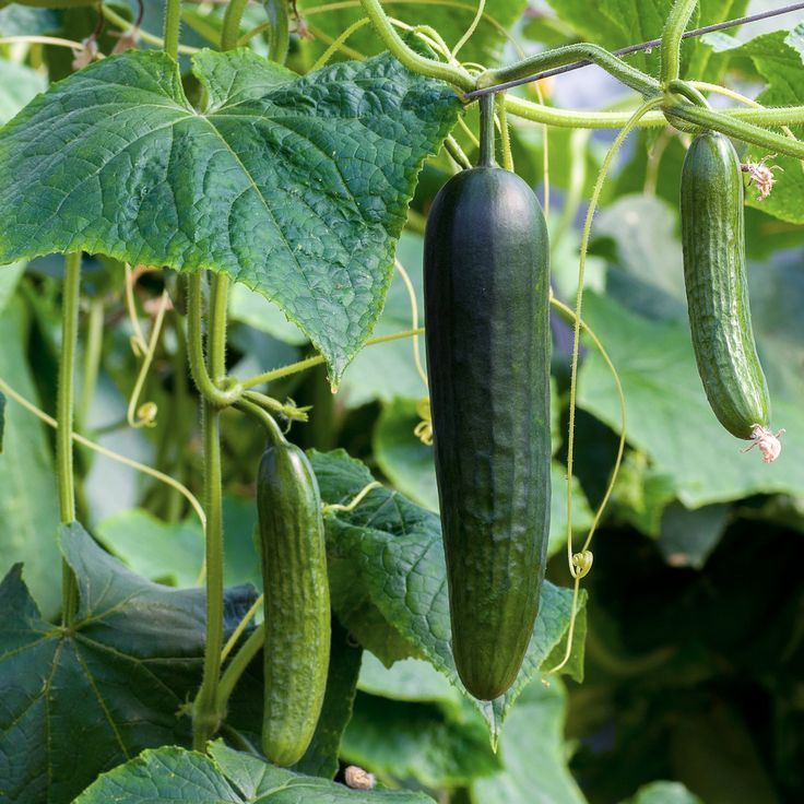 ��� ����� �������, �� ������� ������ ����� ����������